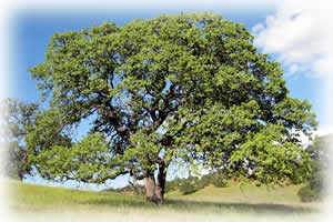 Lone Oak Tree